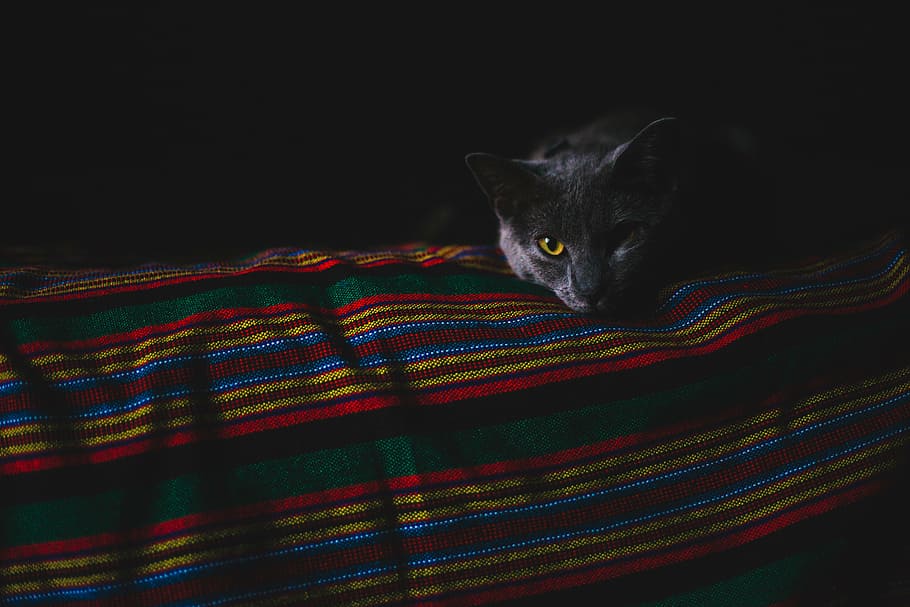 gray, cat, red, yellow, blue, textile, dark, room, animal, pet