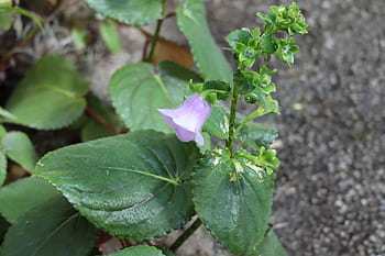 Página 56 | Fotos Flores moradas libres de regalías | Pxfuel