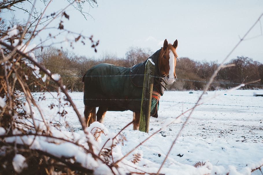 horse, animal, stem, grass, bokeh, trees, nature, plants, branches, snow