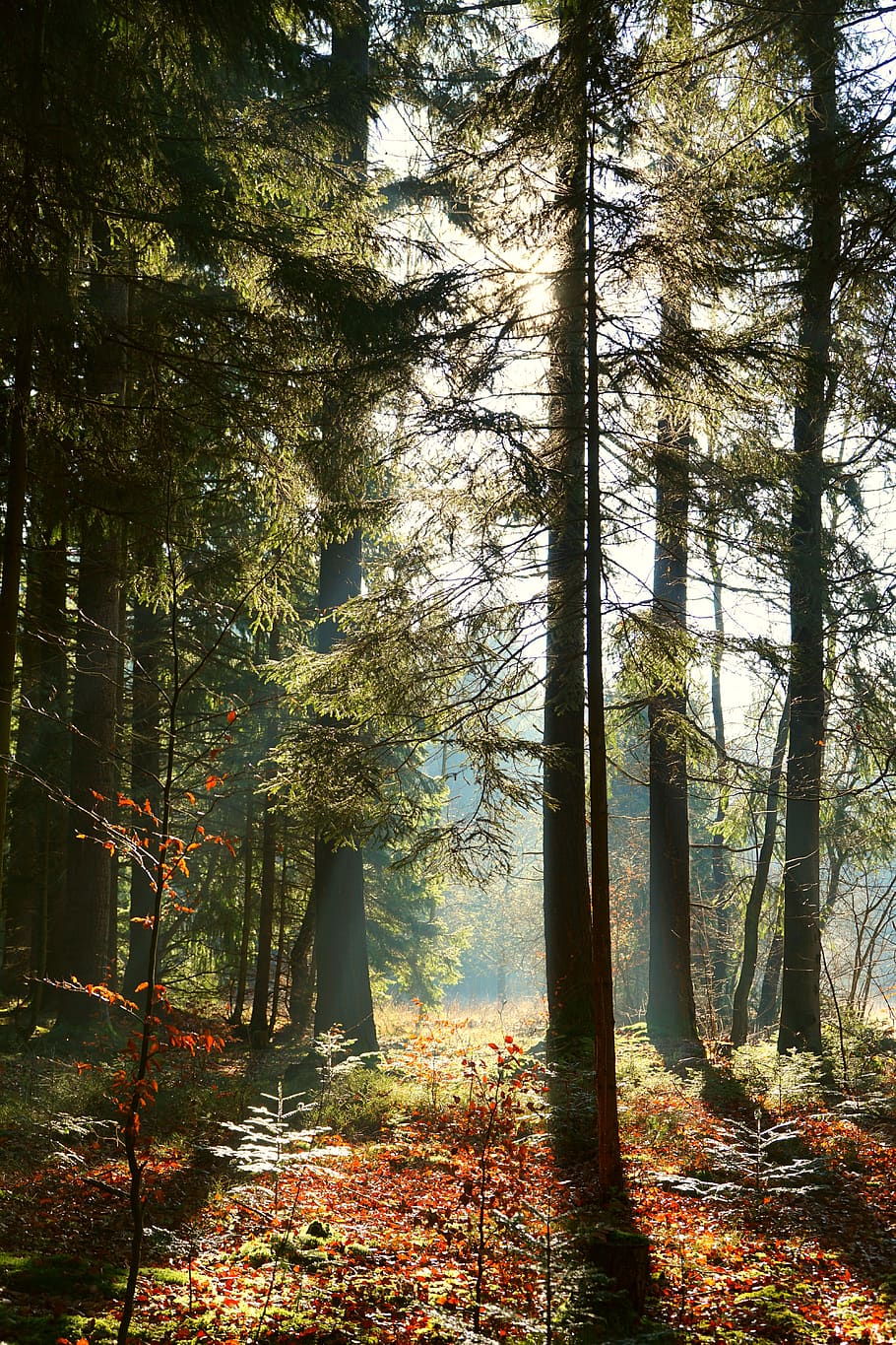 forest, sun rays in the forest, trees, sunbeam, landscape, sunlight, autumn, nature, light, fog