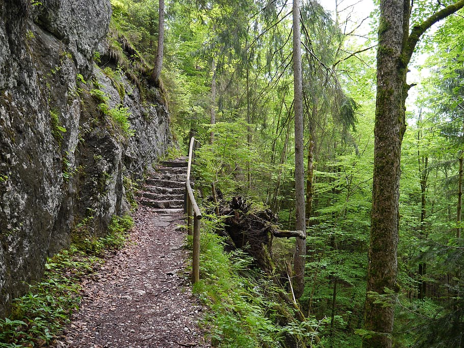 green, path, hike, hiking, bavaria, ludwig trail, grass, park, tree, forest