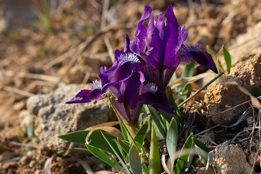 lirios, flores de color lila, flores de primavera, flores silvestres,  prado, púrpura, fondo de flores, prado con flores, iris silvestres, planta  floreciendo | Pxfuel