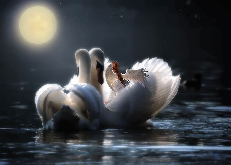 fantasía, cisne, noche, luna, magia, ángel, luz, componer, animales en la naturaleza, animales