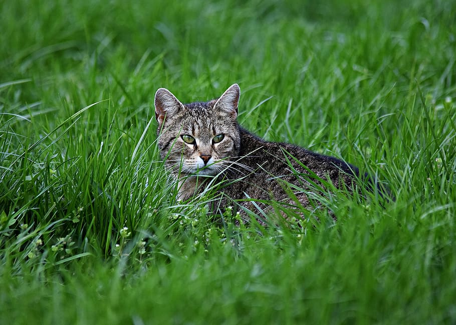 cat, weed photo, grass, cat's eyes, kitten, nature, on the grass, green, a young kitten, observation