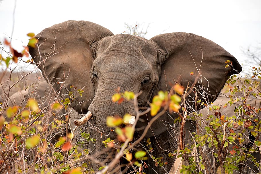 elephant, south africa, africa, nature, wilderness, wildlife, tusks, animal themes, animal, mammal