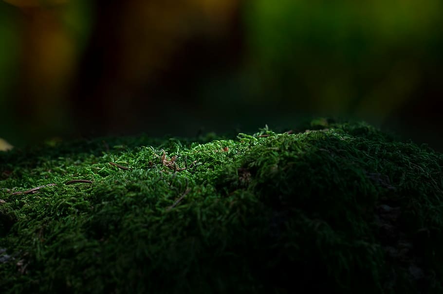 close-up photography, green, lawn, moss, forest, forest floor, nature, light and shadow, incidence of light, close