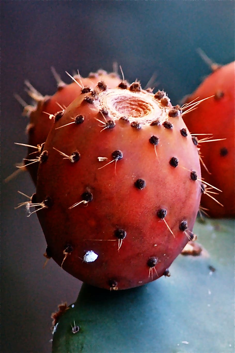 closeup, prickly, pear fruit, fruit, cactus, prickly pear cactus, vegetable, nature, food, close-up