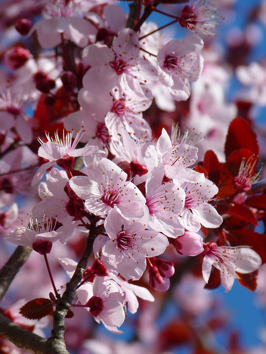 selectivo, fotografía de enfoque, rosa, flores, almendro, flor de cerezo, flor de almendro, cerezos japoneses, flor, floración