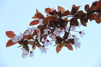 桜野外花頭桜の写真写真 Pxfuel