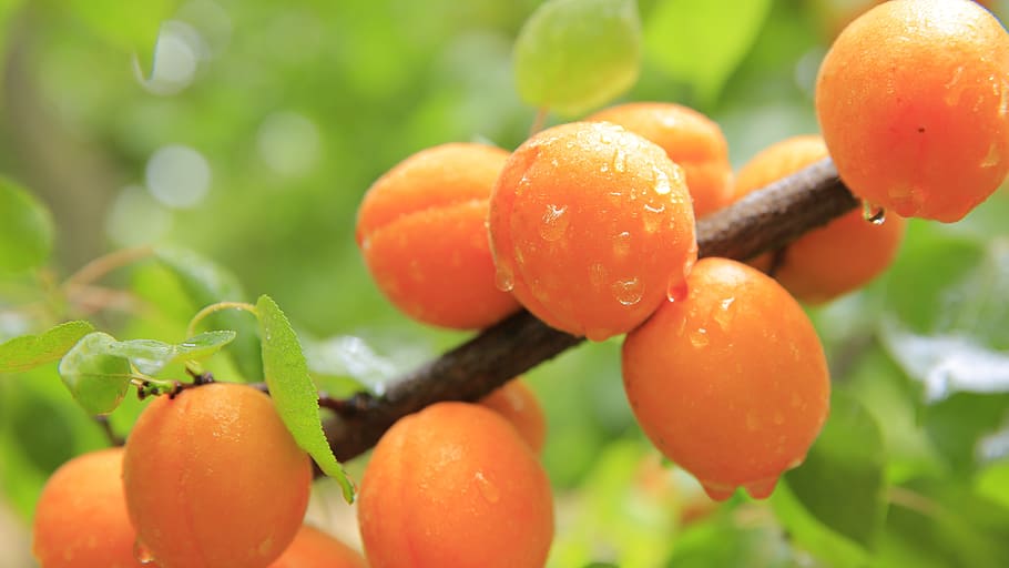close-up, kumquat fruits, Peaches, Peach, Fruit, Rain, Water, Drops, rain, water drops, yellow