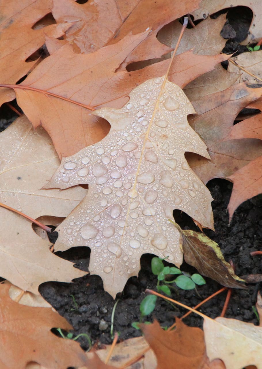 water, droplets, leaf, fallen, autumn, leaves, autumn leaves, fall leaves, plant part, close-up