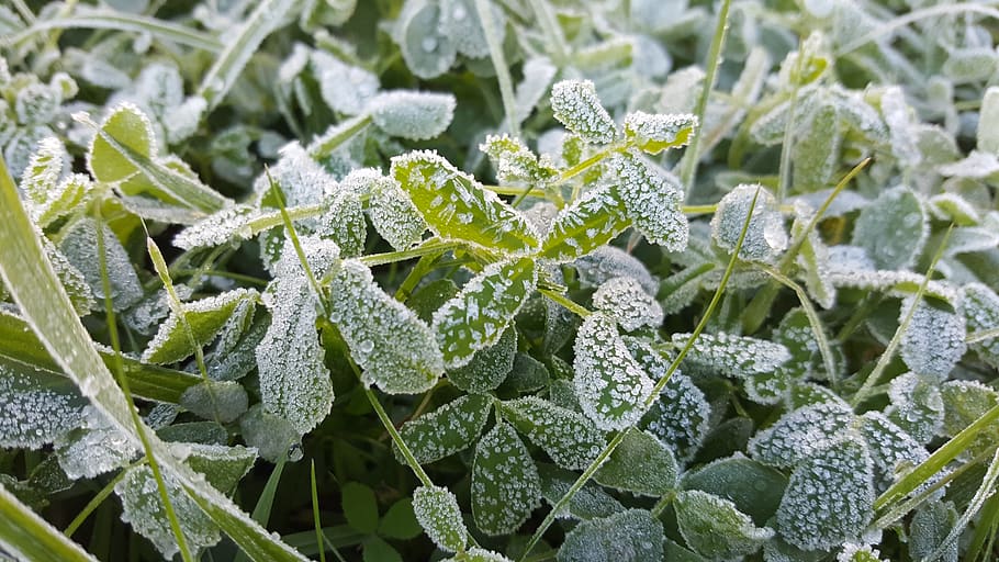 leann, frost, nature, grass, snow, the first snow, ice, rime, snowflakes, frosty morning