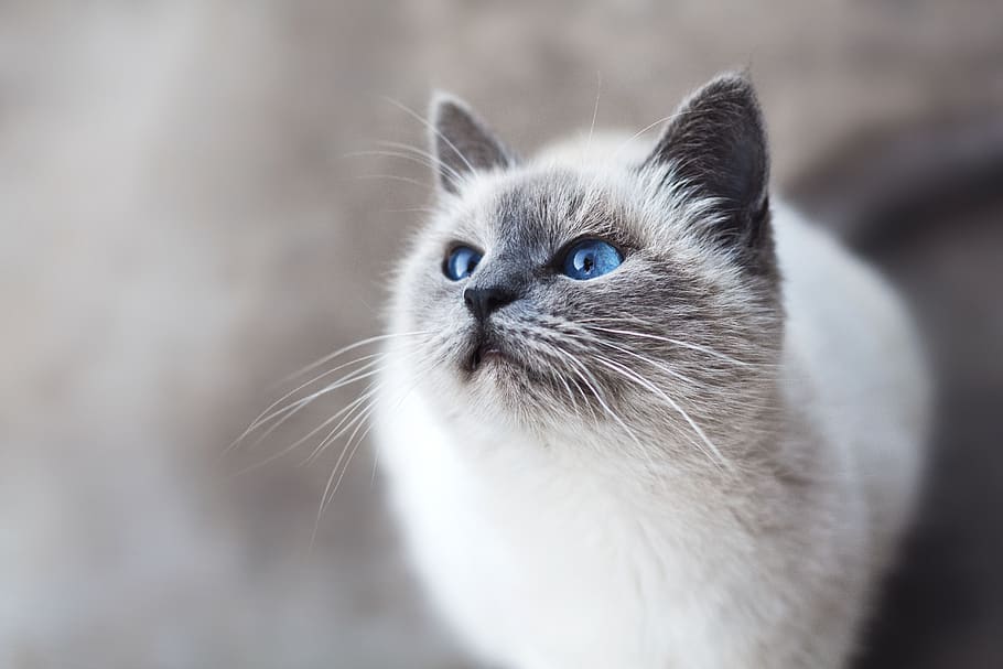 cat, animal, kitten, cute, eyes, whiskers, blue, domestic, pets, mammal
