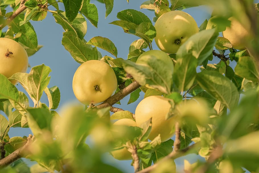 apple, yellow, fruit, tree, apple tree, ripe, sweet, bio, natural, vitamins