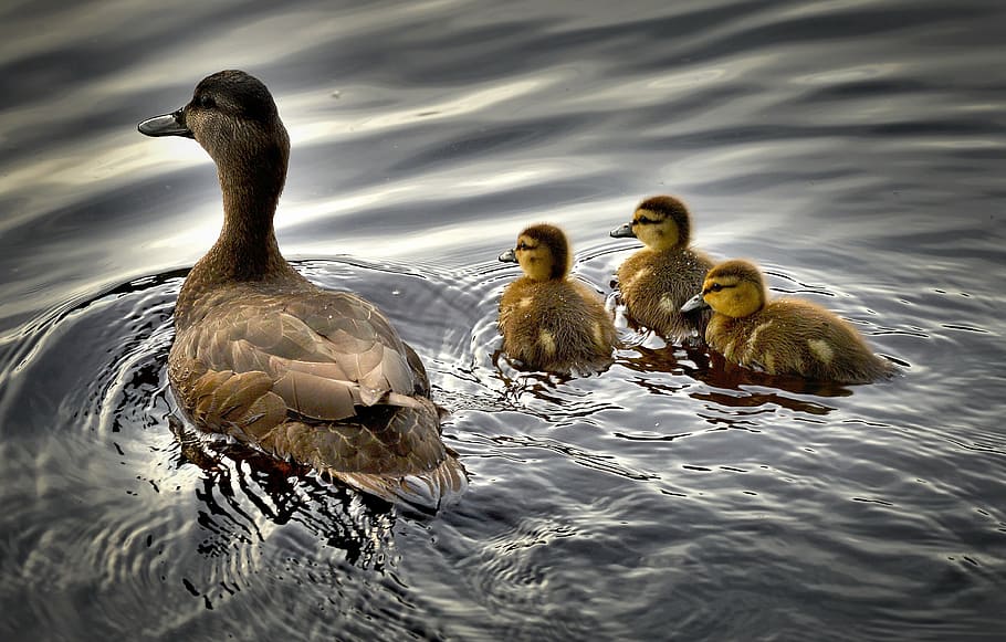 brown, duck, three, ducklings, black ducks, bird, water, baby duck, québec, canada
