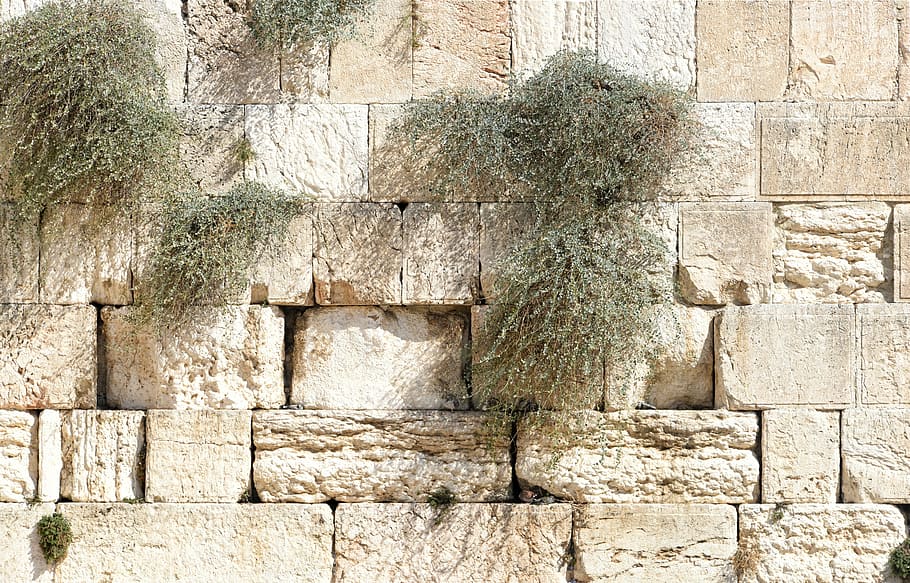 green, plant, brown, brick walling, jerusalem, the wailing wall, israel, religion, prayer, judaism