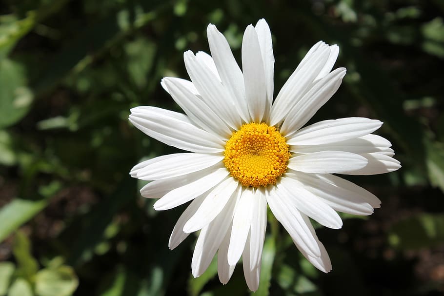 white flower, bloom, flower, white, nature, blossom, floral, petals, spring, fresh