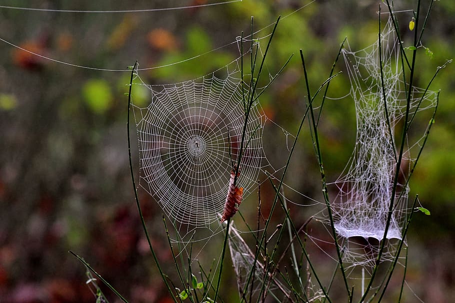 jaring laba-laba, musim gugur, alam, pagi, berputar, hutan, oktober, kerapuhan, kerentanan, fokus pada latar depan