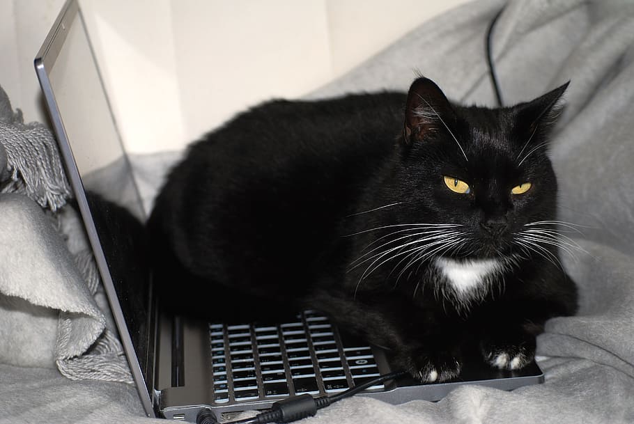 preto, gato de smoking, mentindo, computador portátil, gato, gato preto, trabalho, computador, preto e branco, gato preto e branco