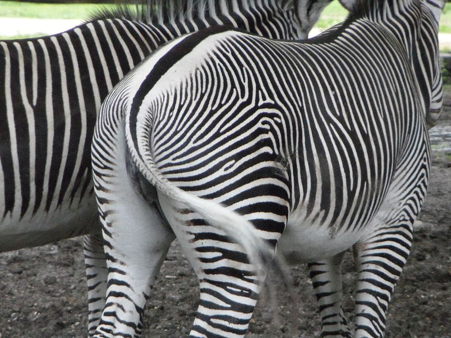 from the rear, rump, zebras, zebra, tail, striped, chat white, black and white, animal themes, animal