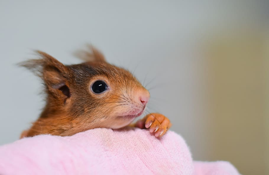 squirrel, young animal, small, young, cute, rodent, furry, sitting, button eyes, animal