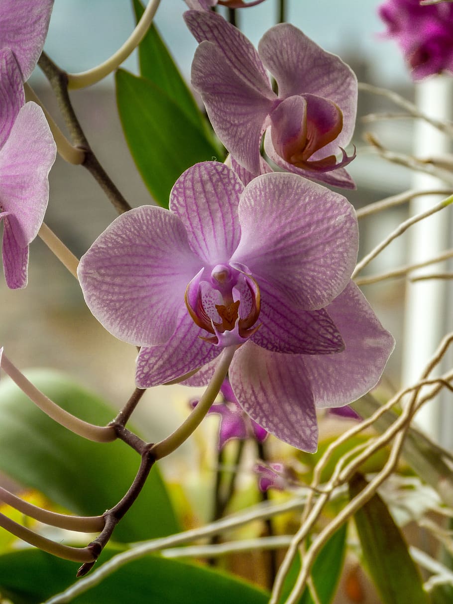 Phalaenopsis, orquídea rosada, elegancia floral, macro, flor de orquídea, orquídea polilla, planta floreciente, flor, planta, fragilidad