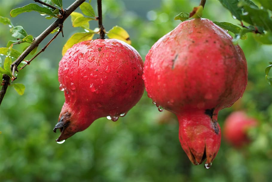 fruit, pomegranate, estrogen, nature, healthy eating, red, food and drink, focus on foreground, food, close-up