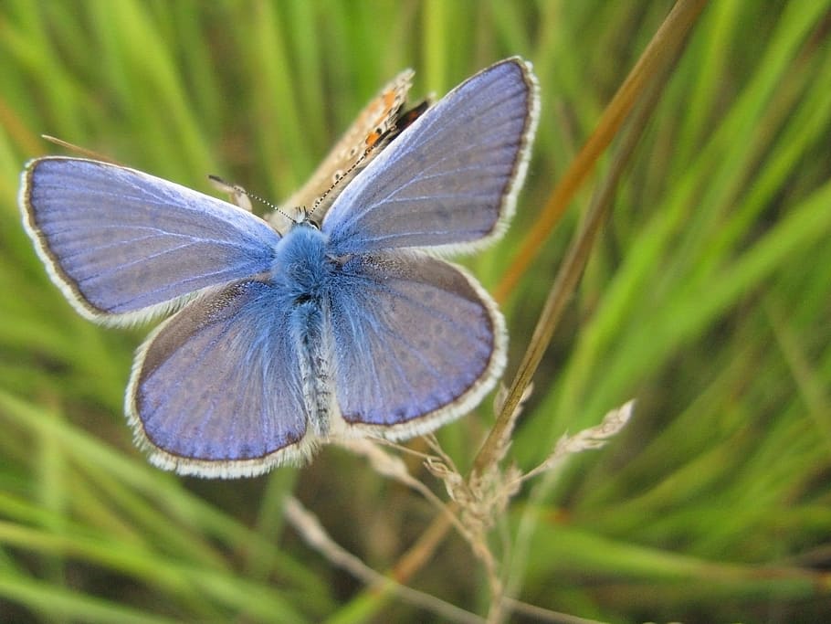 close-up photo, eastern, tailed-blue butterfly perching, plant, butterfly, closeup, insect, nature, macro, insects