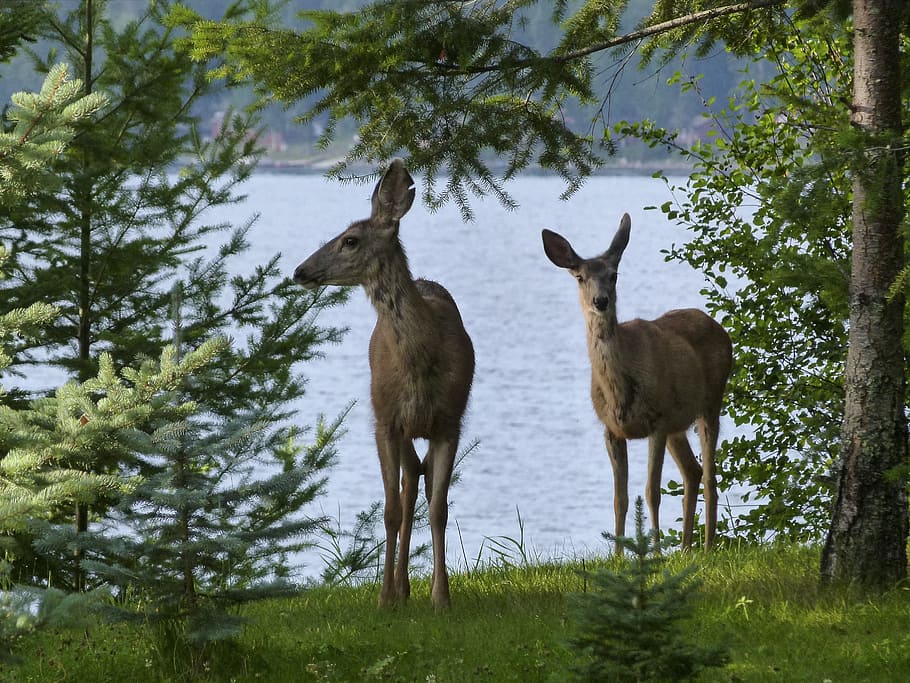 two, deers, body, water photography, deer, animals, mammal, watching, beware, attention