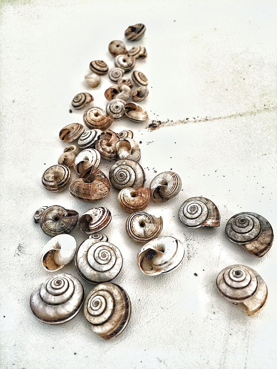 Fineart, Composition, increased, the composition, shells, snails, close-up, white background, animal themes, day