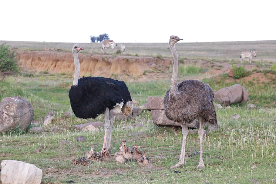 strauss family, ostriches, family, animal family, flightless bird, bird, wild, africa, animal world, feather