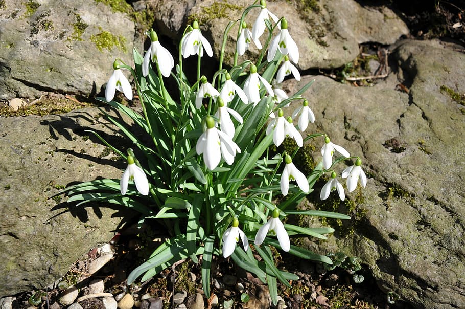 Early Spring, Spring, Snow, Spring Flowers, snow, end of winter, zwiebelpflanze, white, erstblüte, bell, common snowdrop