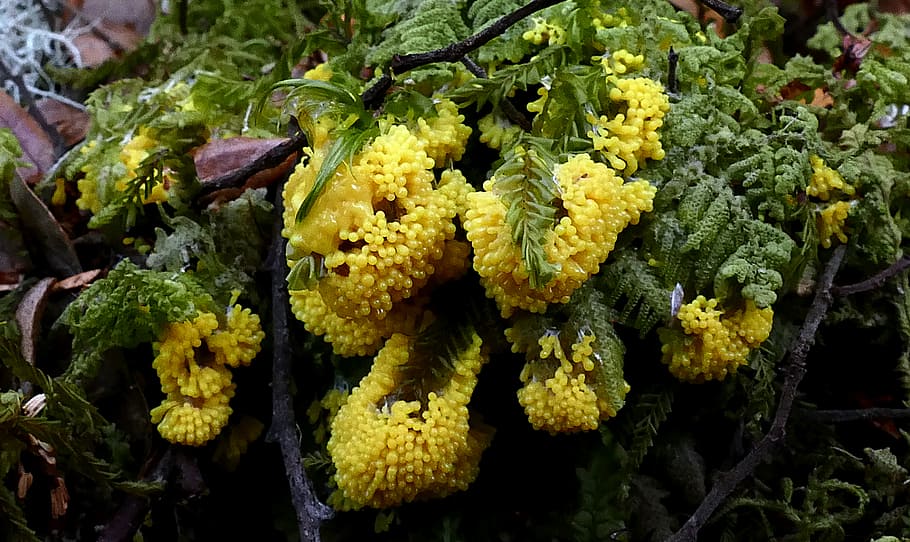 Physarum polycephalum, Slime, mound, yellow and green plant, freshness, plant, food and drink, food, close-up, flower