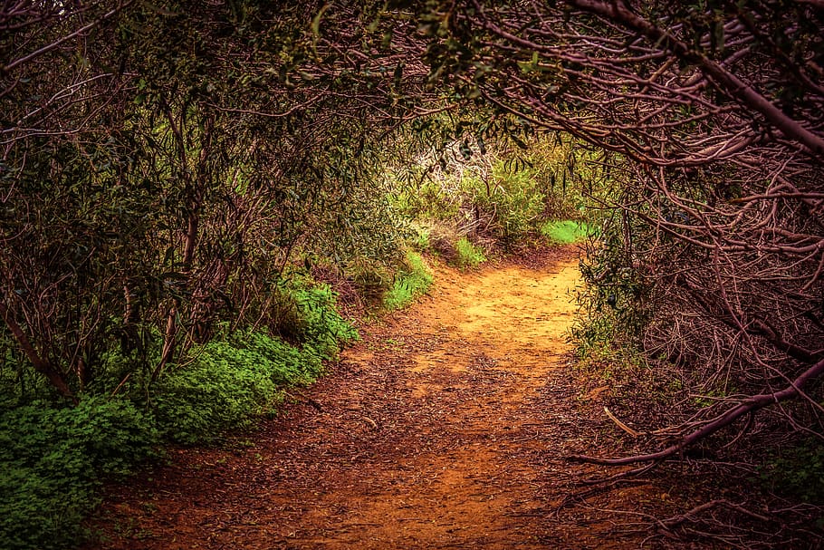 forest, path, glade, tunnel, nature, plant, direction, the way forward, footpath, land