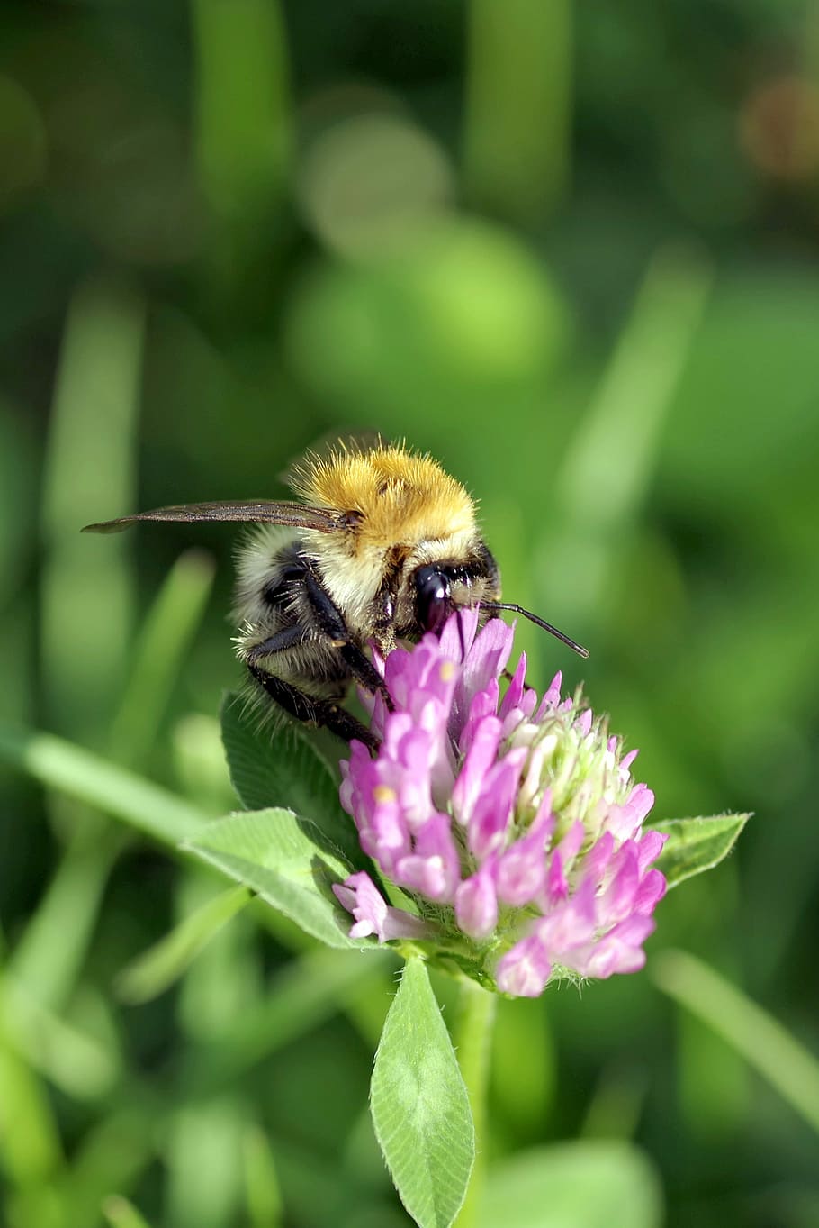 bumblebee, insect, pollinate, clover, red, blue, violet, flower, fodder plant, a flower of the field