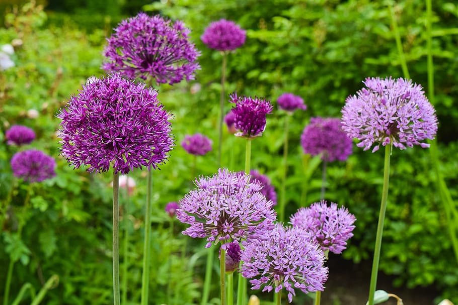 flowers, ornamental onion, plant, allium, purple, blossom, bloom, nature, leek, spring