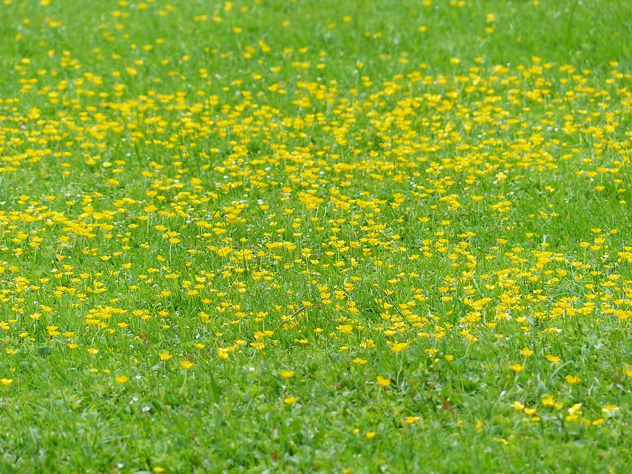 Meadow, Flowers, Lard, lard flowers, green, yellow, spring, bloom, flower, nature