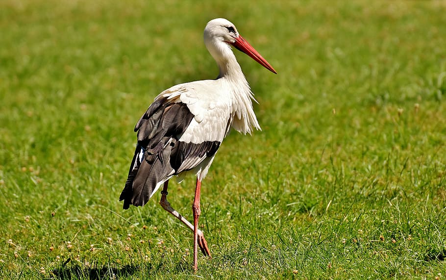 white, black, stork, black stork, wing, birds, plumage, nature, animals, rattle stork