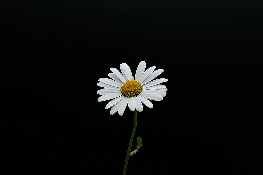 white, daisy flower, black, background, margarite, closeup, flower, flowers, flowering plant, vulnerability