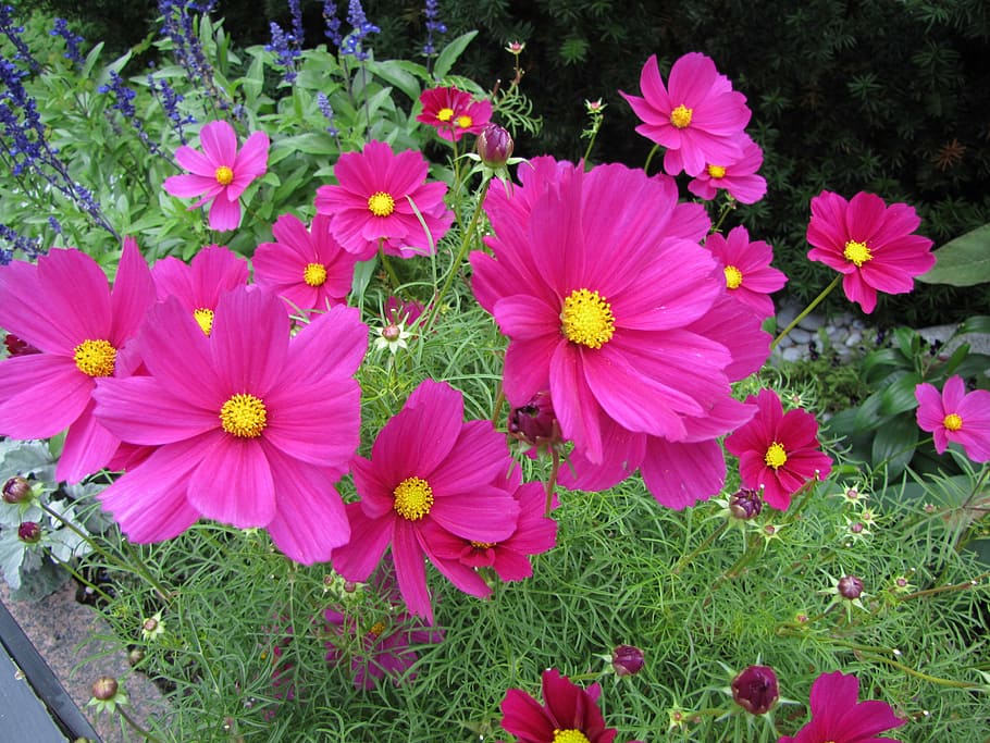 bunga, bunga kosmos, merah muda, tanaman hias, alam, tanaman, musim panas, tanaman berbunga, kesegaran, kerapuhan