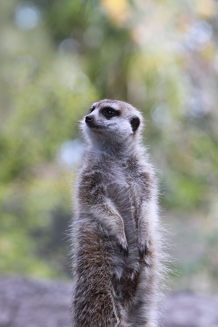 動物 写真 マクロ 動物の写真 野生動物 ミーアキャット 哺乳類 覚醒 アフリカ 自然 Pxfuel