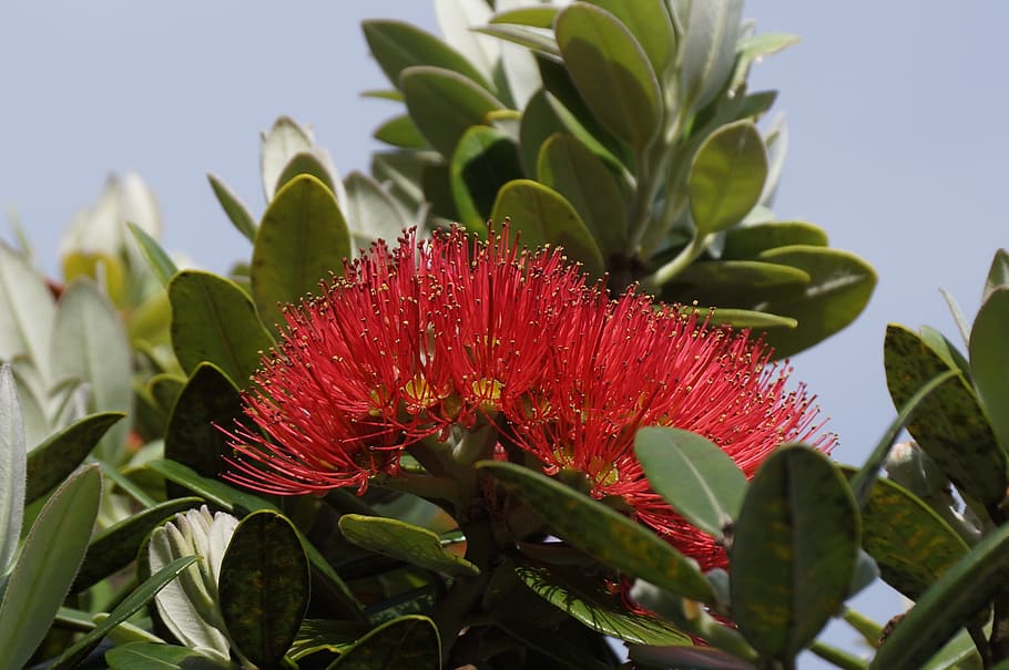 Pohutukawa, Nueva Zelanda, nativo, árbol, flor, planta, crecimiento, planta floreciendo, belleza en la naturaleza, parte de la planta