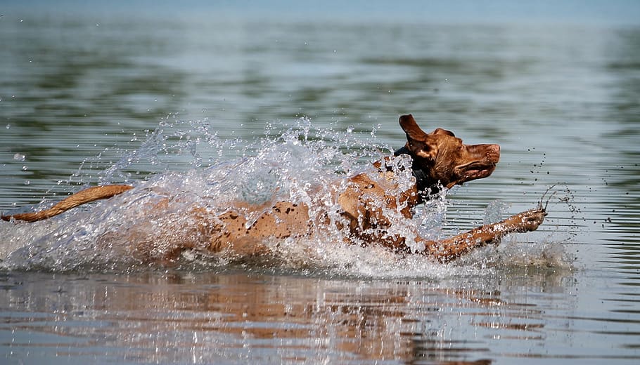 vizsla dog, running, across, wter, dog, viszla, water, jump, joy, wet