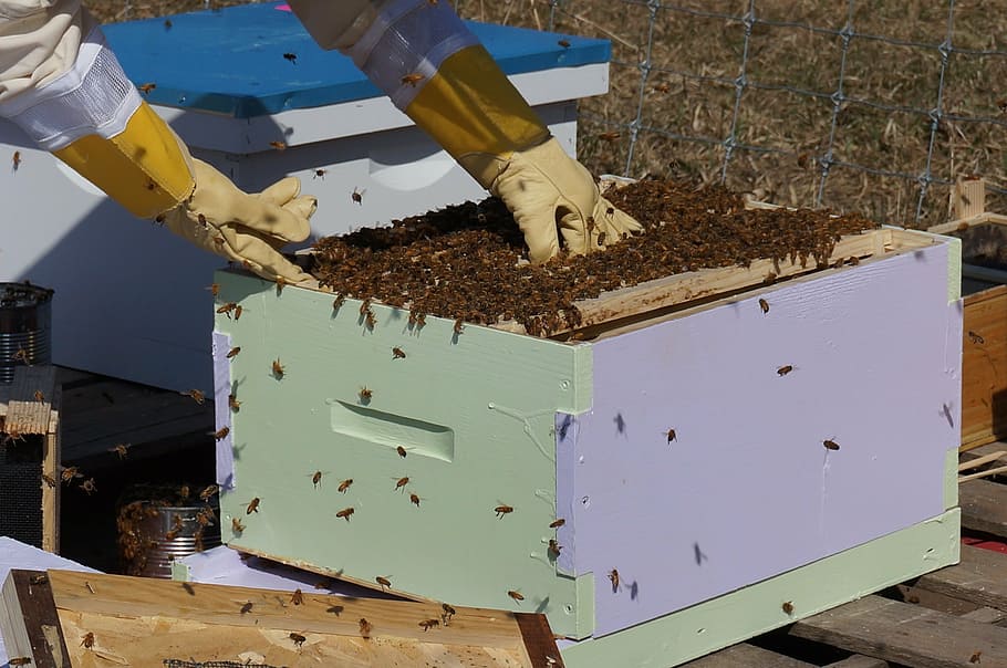 orang memelihara lebah, perlebahan, lebah, madu, bingkai, alam, sarang lebah, peternak lebah, serangga, pertanian
