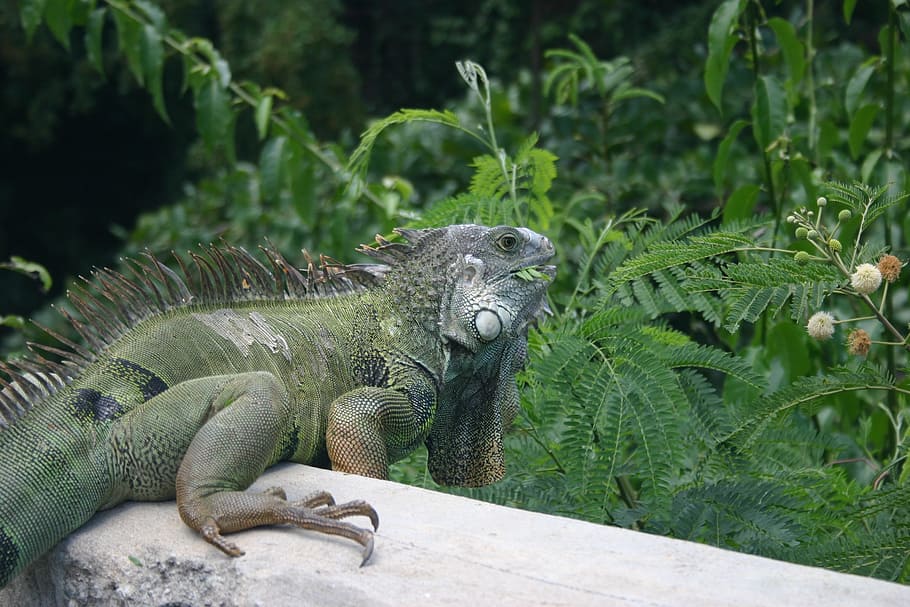 イグアナ トカゲ ビエケス カリブ海 爬虫類 自然 緑 熱帯 動物 動物のテーマ Pxfuel