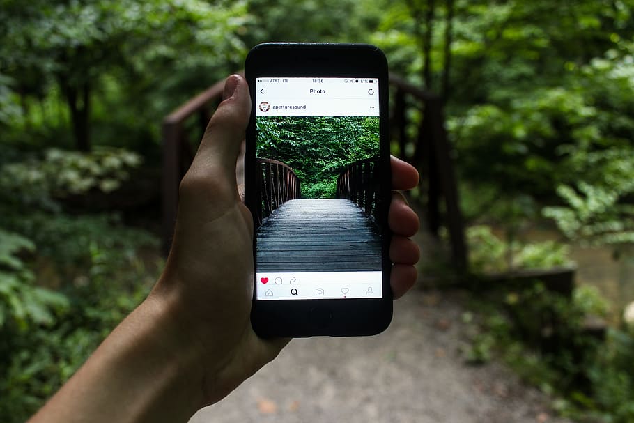 person, holding, smartphone, showing, bridge, trees, gadget, hand, iphone, macro