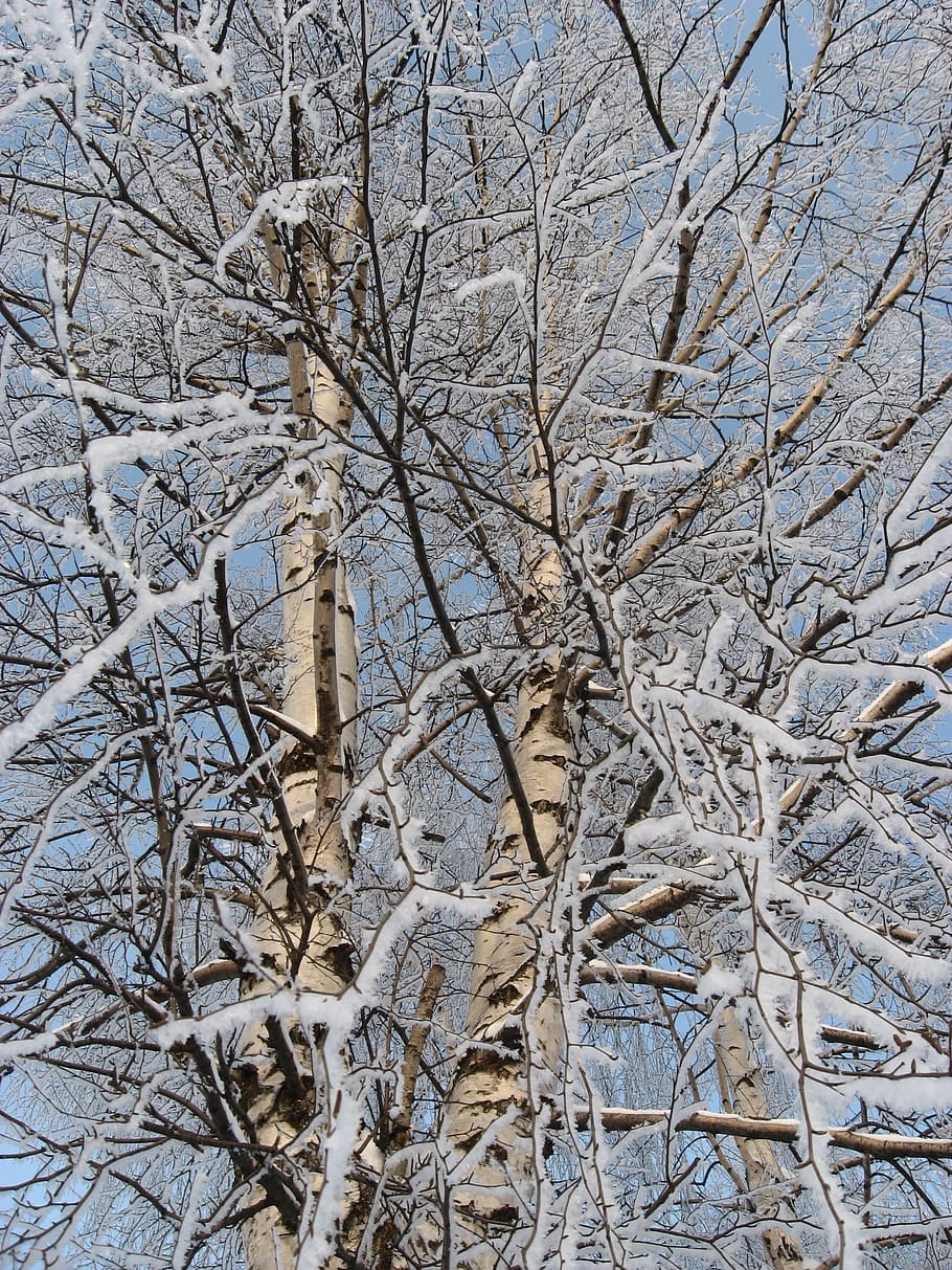 冬, 雪, 木, 傾いて, 寒い, 植物, 裸木, 枝, 人なし, 自然