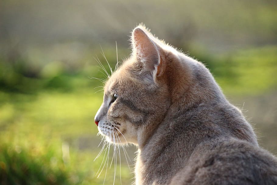 灰色の猫 猫 サバ 品種猫 草 Mieze 子猫 1匹の動物 動物のテーマ 哺乳類 Pxfuel