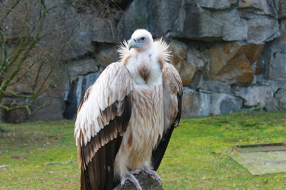 Vulture, Zoo, Berlin, Raptor, wild animal, nature, bird of prey, bird, plumage, wildlife photography
