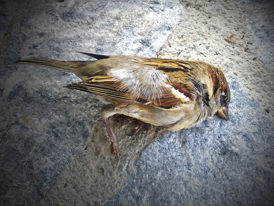 Sparrow, Dead Bird, Metaphor, transcendence, deceased, one animal, bird, animal themes, animals in the wild, animal wildlife